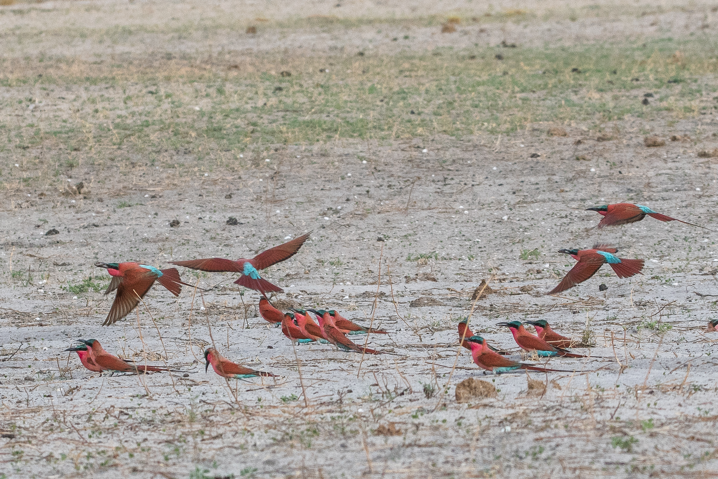 Guêpiers carmin (Southern Carmine bee-eater, Merops nubicoides), une toute petite partie de la zone de nidification, Réserve de Kwando, Delta de l'Okavango, Botswana